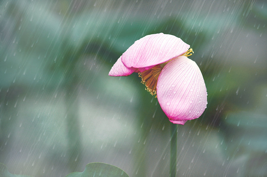 夏雨风荷