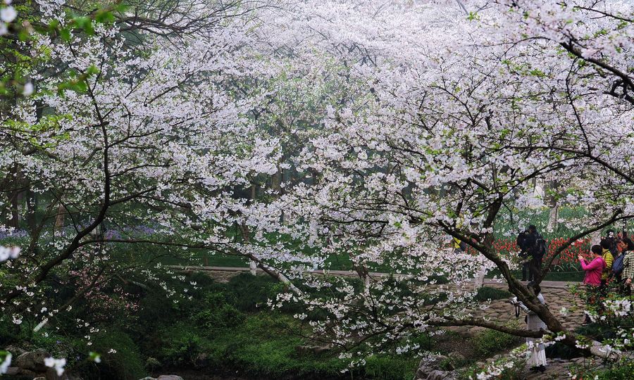 樱花朵朵开(拍摄于太子湾公园)