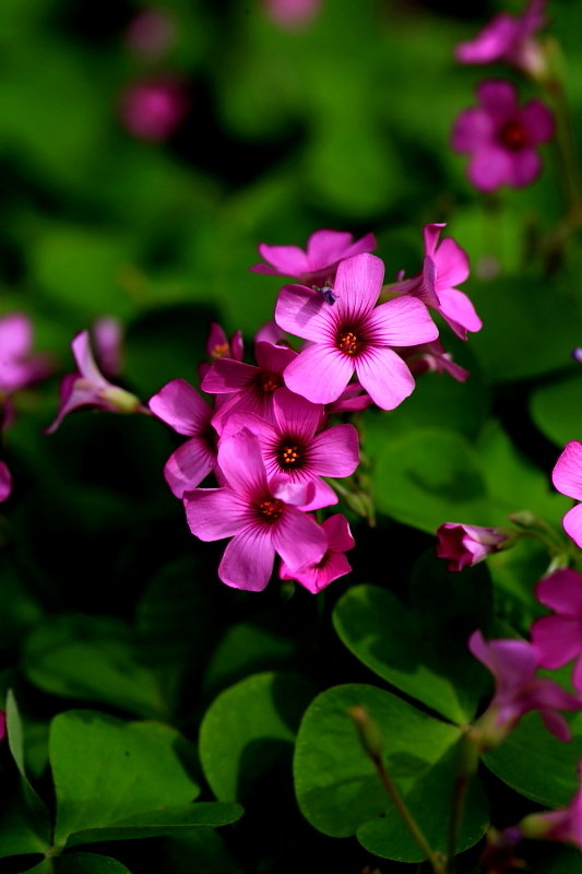 五瓣小紫花