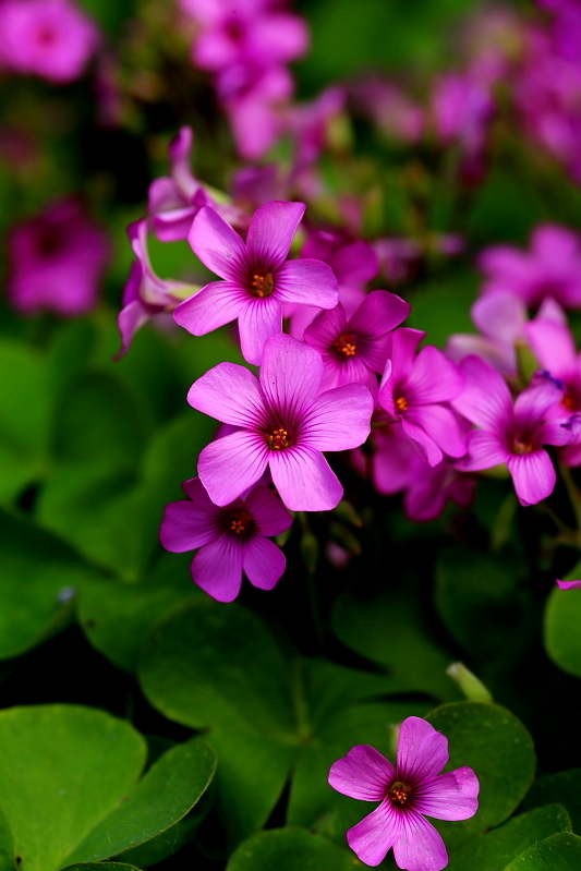 五瓣小紫花