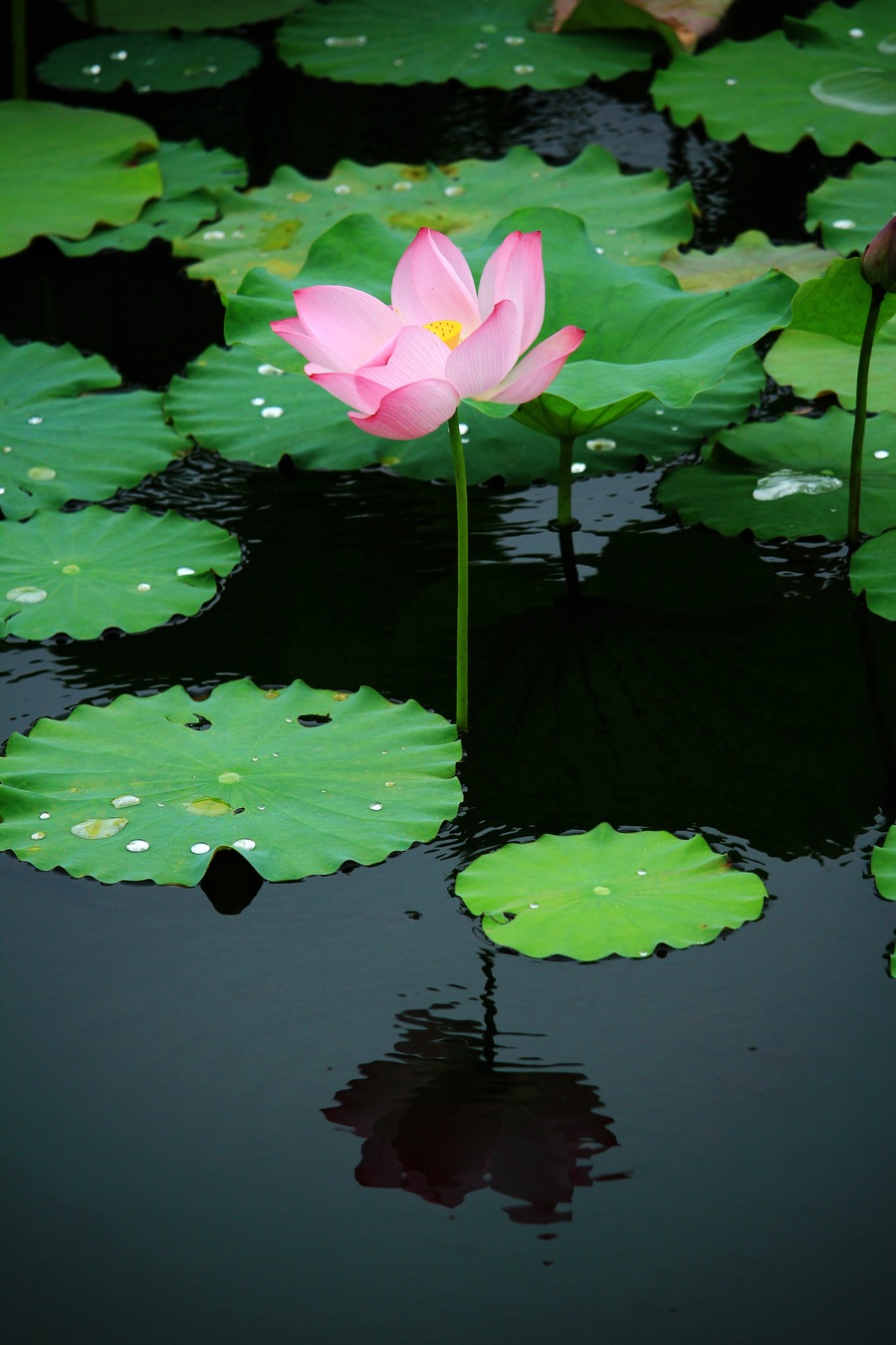 雨后荷塘,莲花娇艳