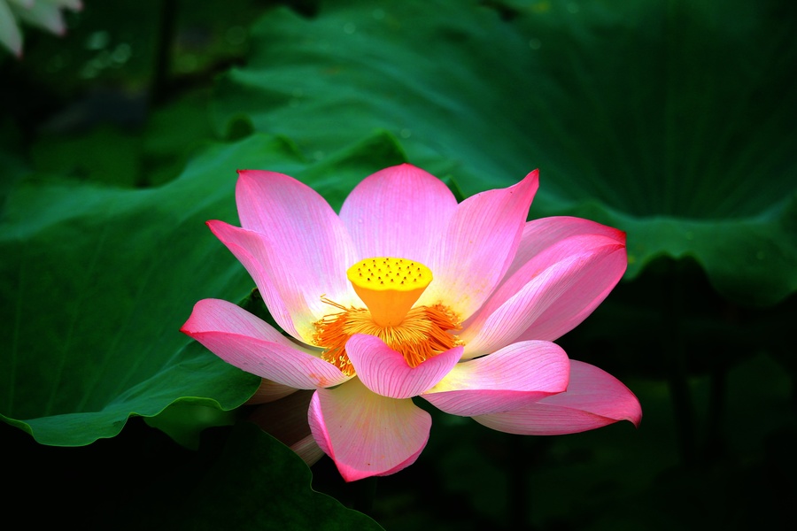 雨后荷塘,莲花娇艳