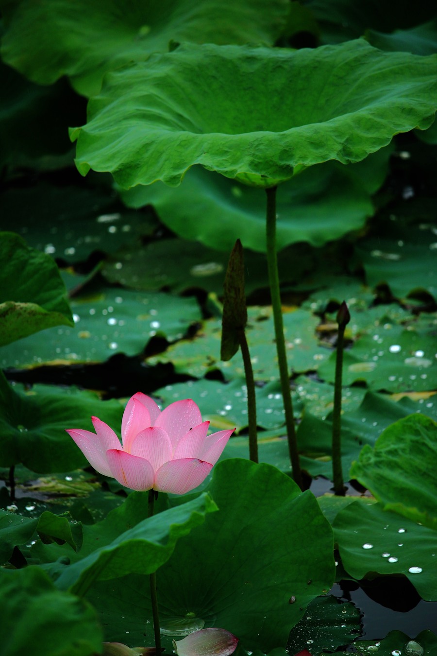 雨后荷塘,莲花娇艳