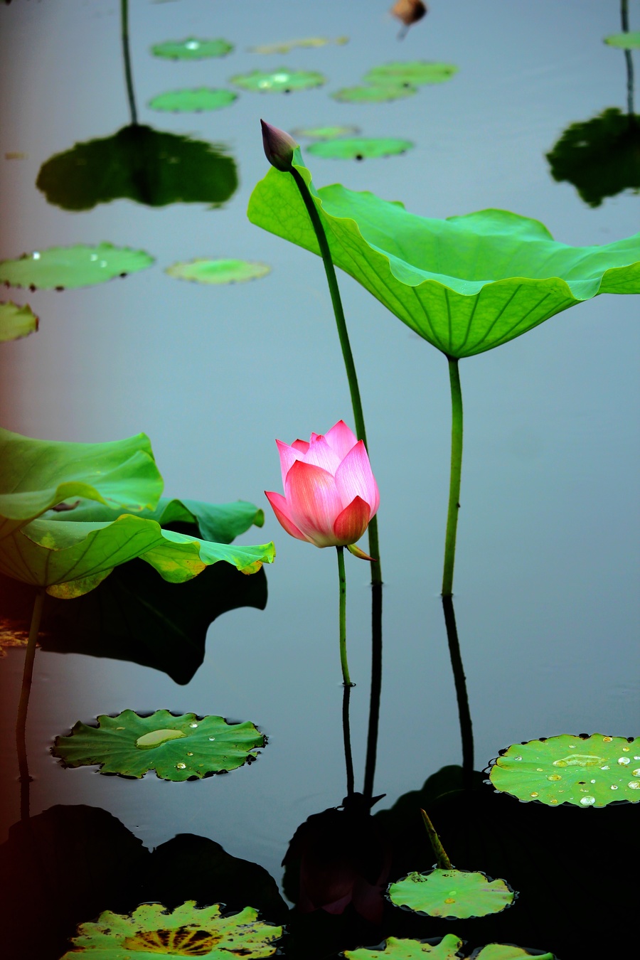 雨后荷塘,莲花娇艳