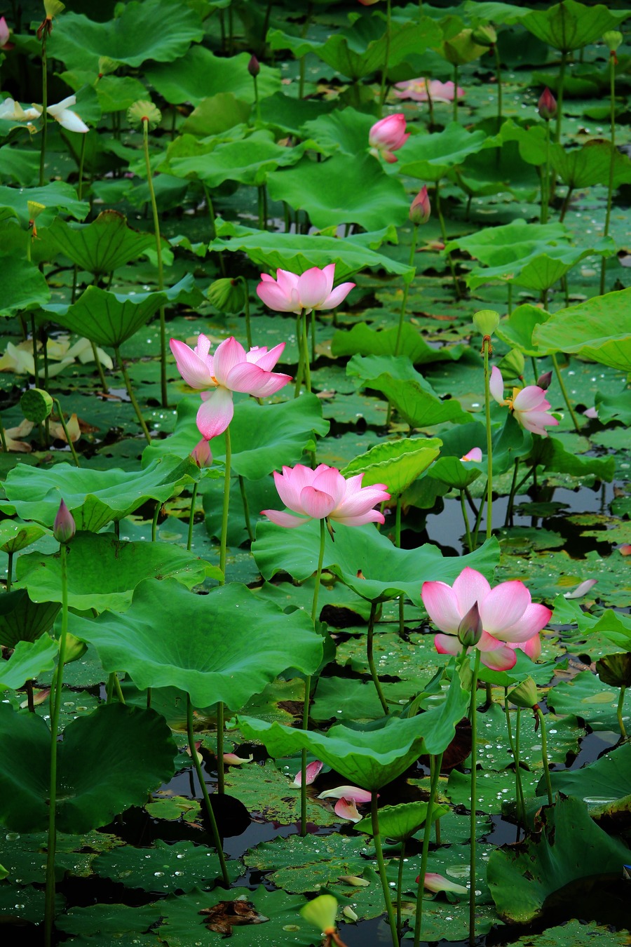 雨后荷塘,莲花娇艳