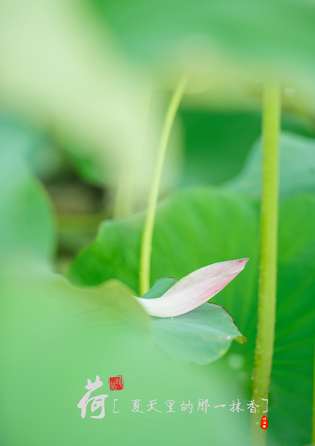 夏天里的那一抹香