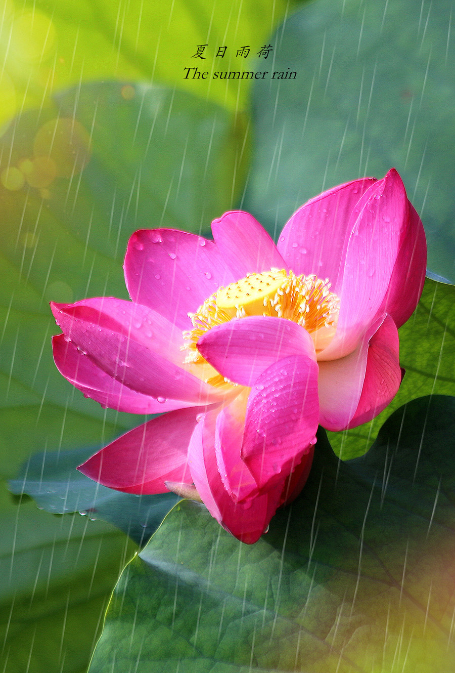 夏日雨荷