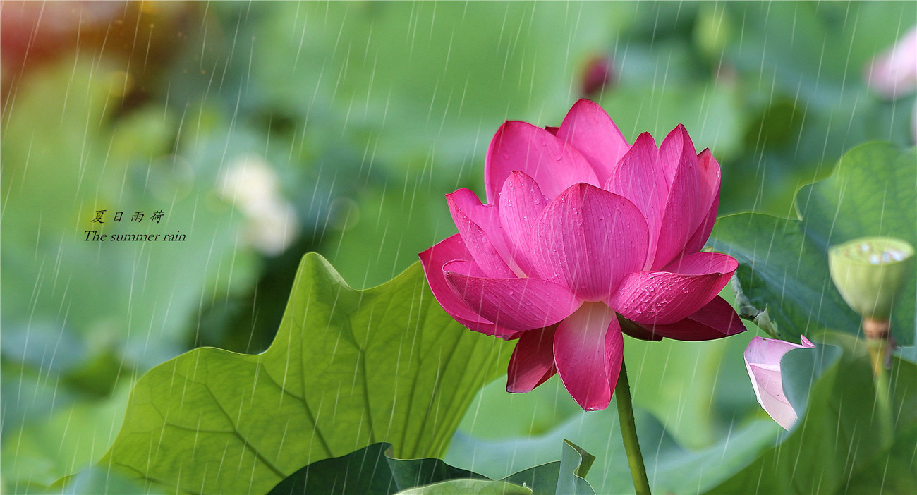 夏日雨荷