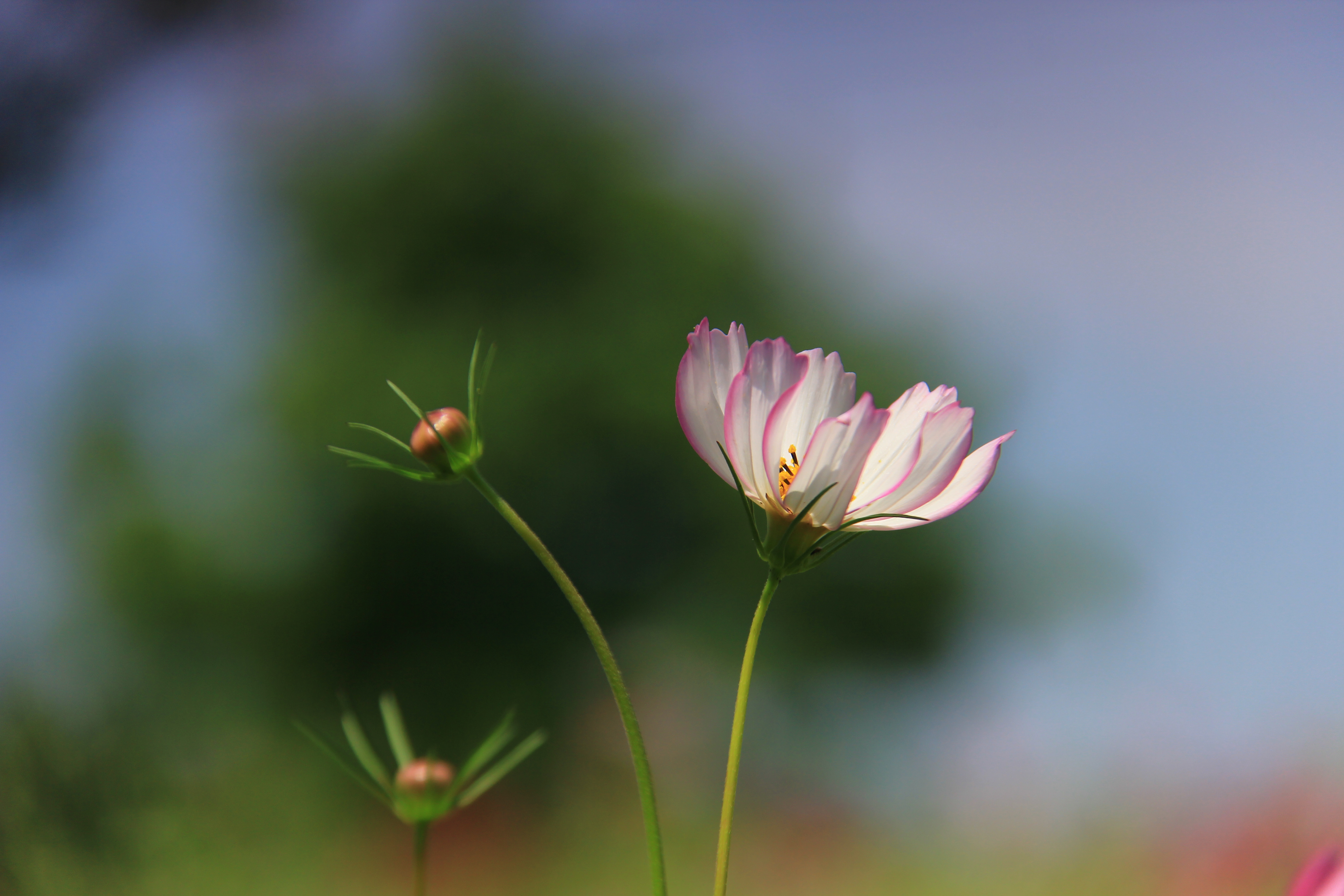 初夏之韵·格桑花