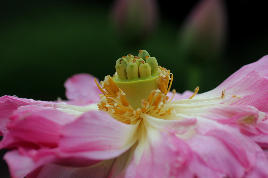 花芯莲子