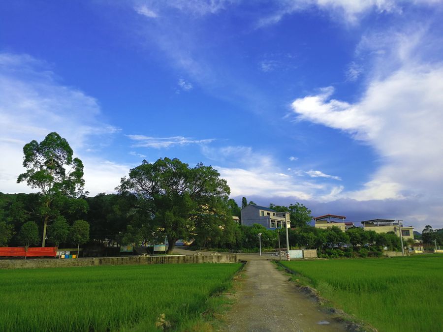 乡村小景