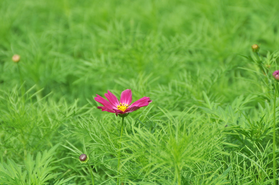 夏花的热情