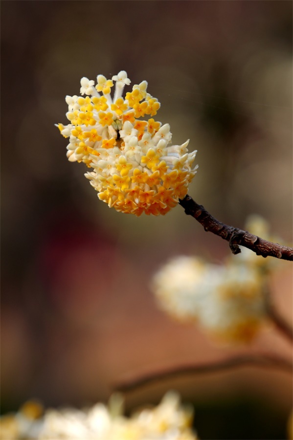 结香花