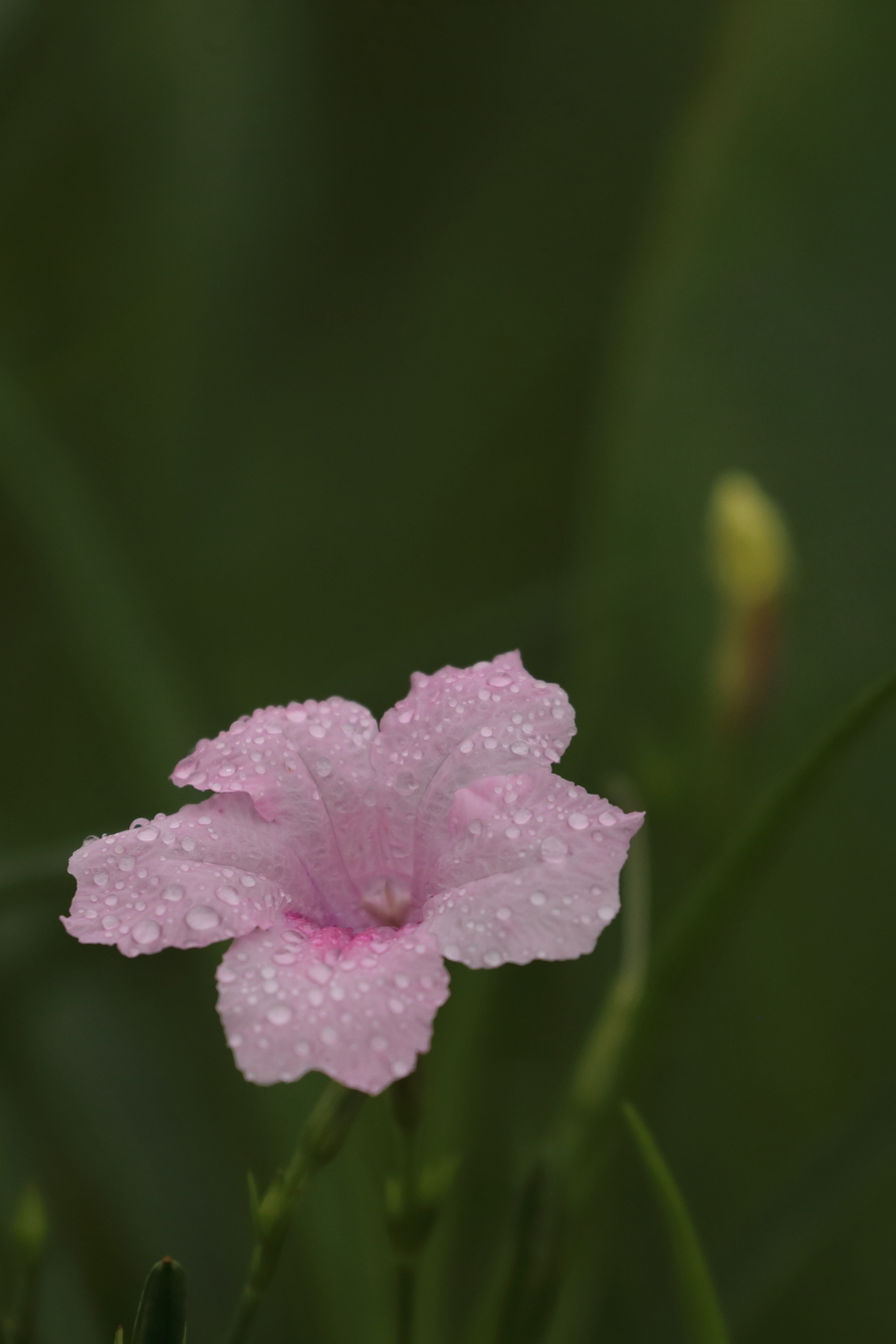 美丽花草(1)