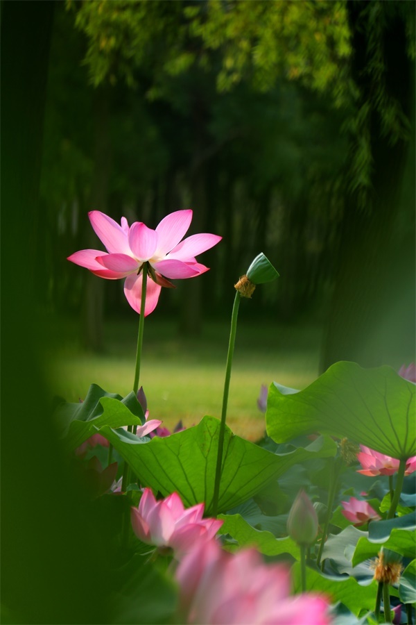 【 莲花灯(普安拍摄)摄影图片】生态摄影_太平洋电脑