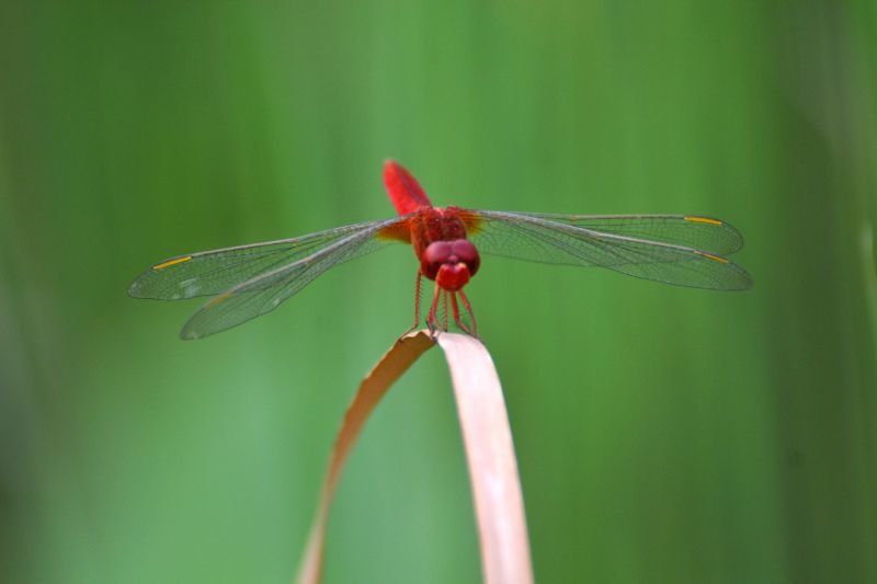 红蜻蜓