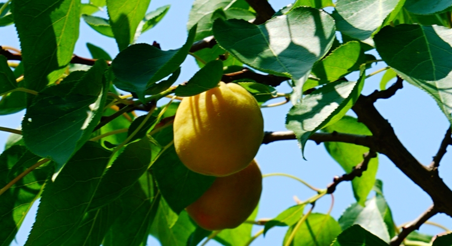 杏树