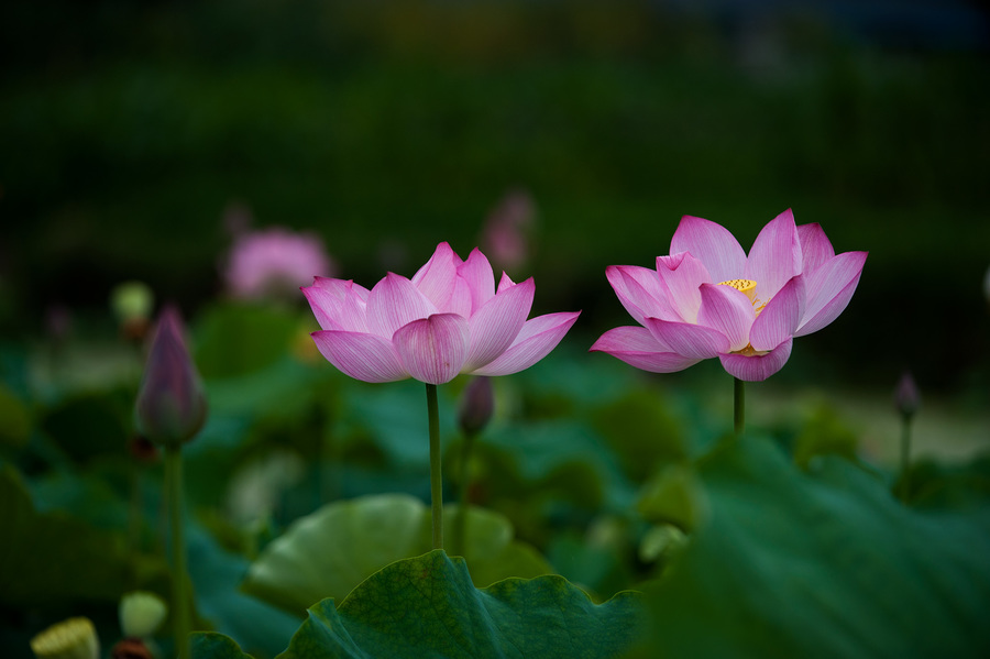 【花花世界【145】-荷花摄影图片】生态摄影_太平洋网