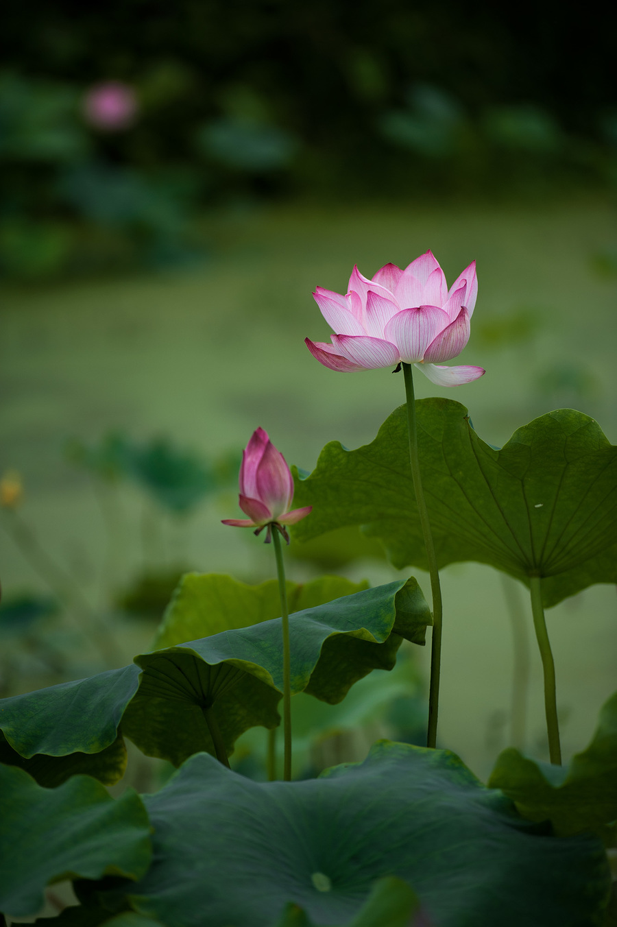 【花花世界【146】-荷花摄影图片】生态摄影_太平洋网