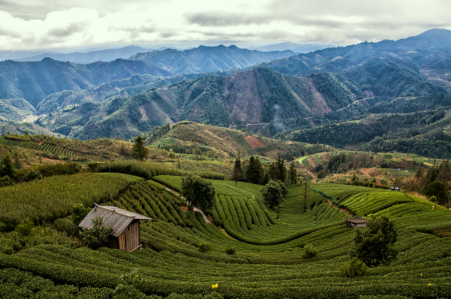 布央仙人山茶园