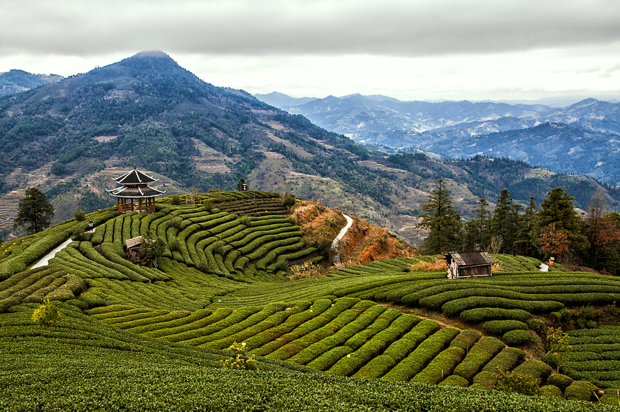 布央仙人山茶园