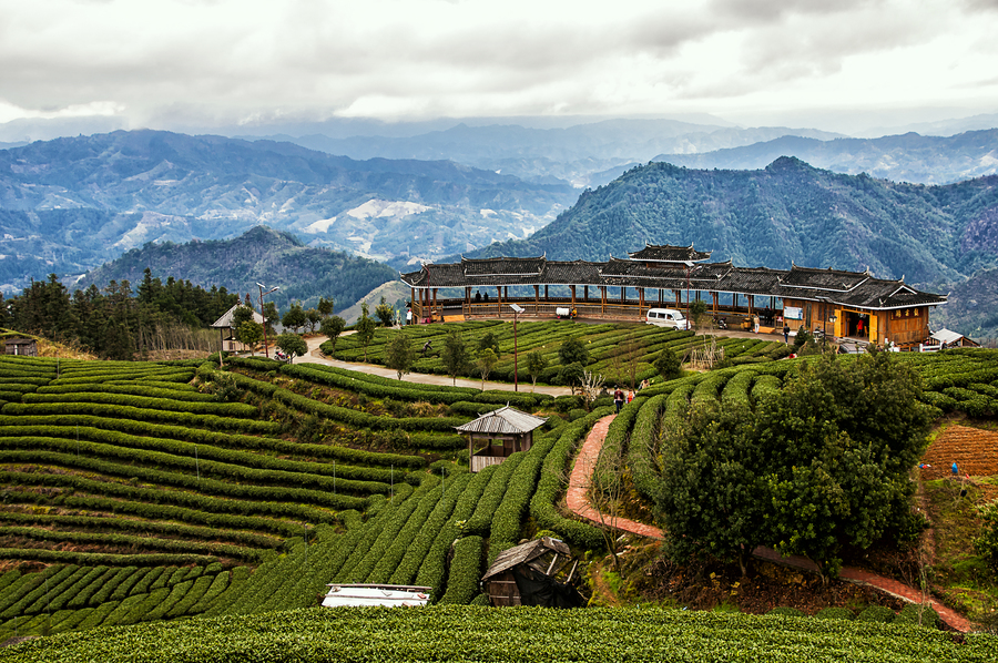 布央仙人山茶园