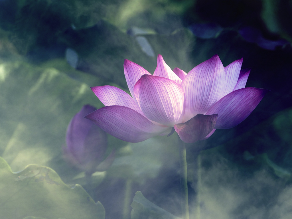 梦幻荷花