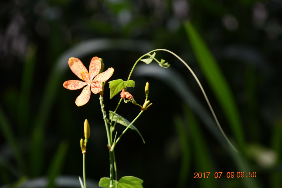 娇艳欲滴的兰花