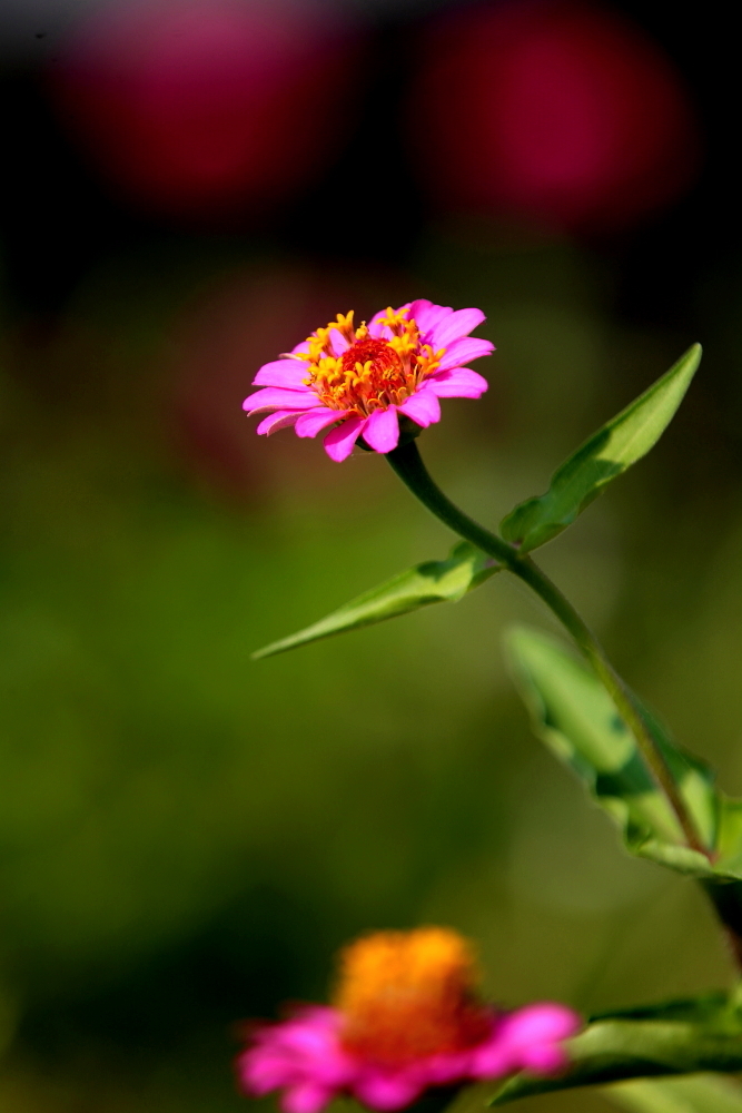 百日菊