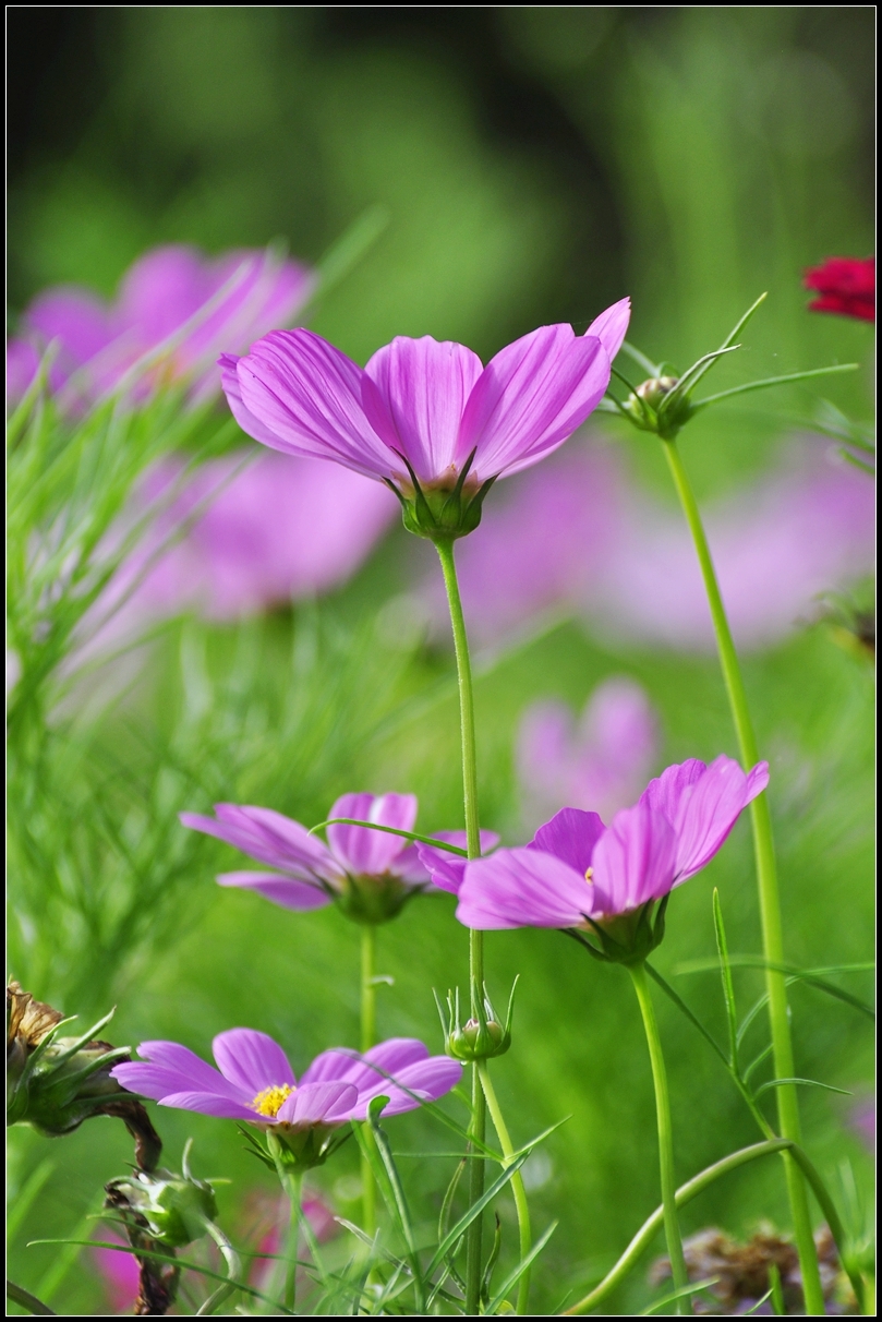 波斯菊(又名格桑花)