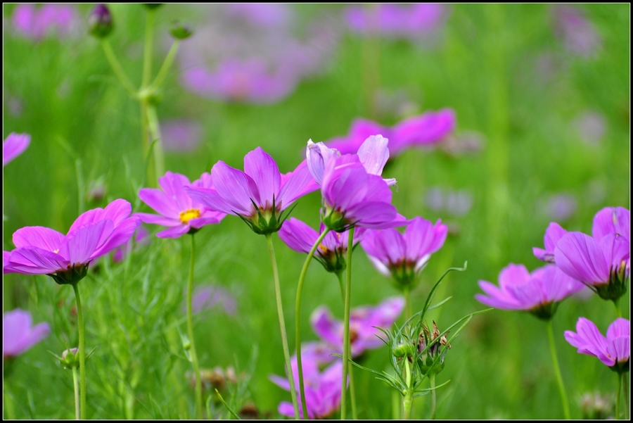 波斯菊(又名格桑花)