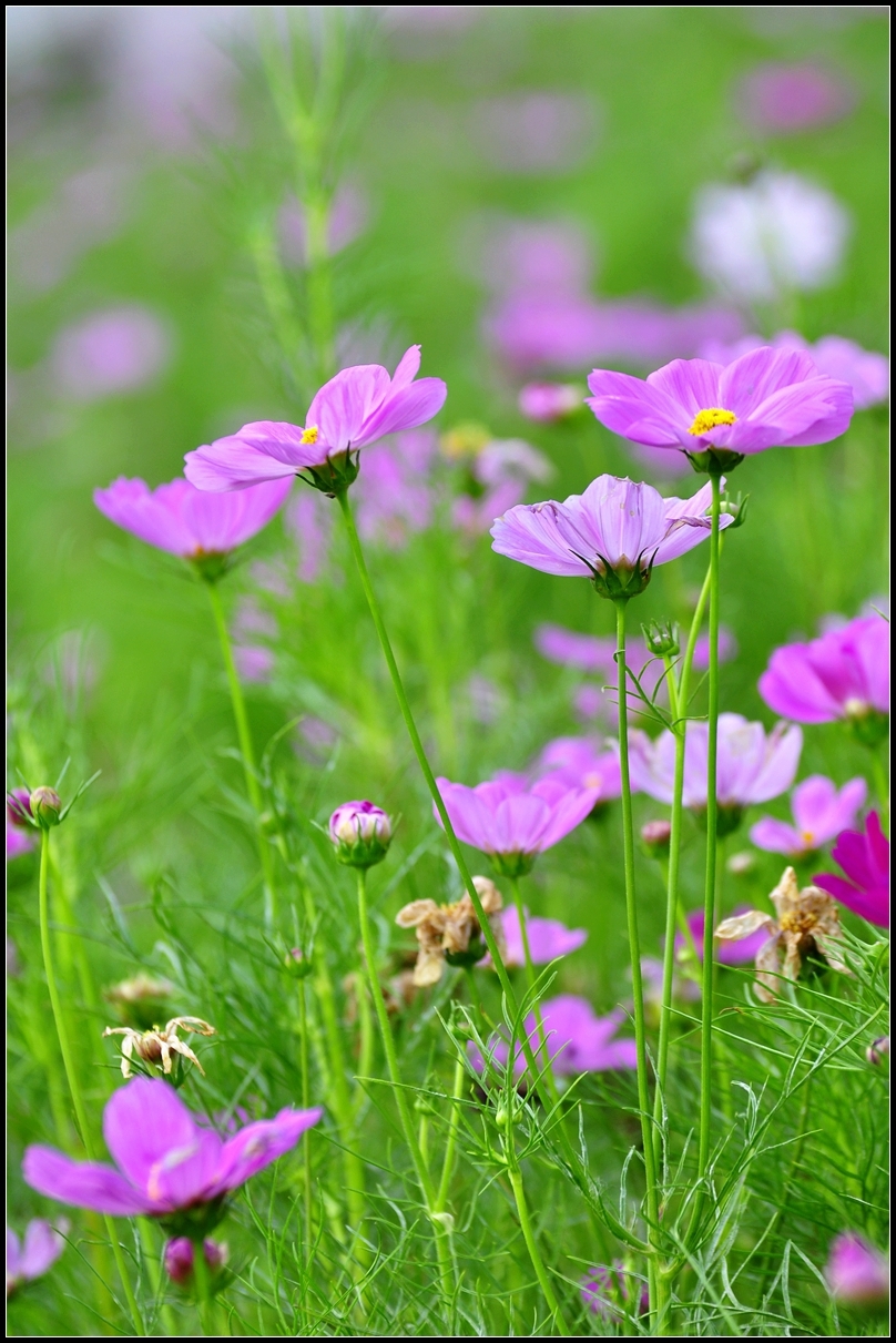 波斯菊(又名格桑花)