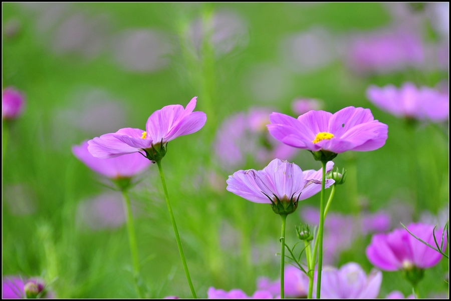 波斯菊(又名格桑花)