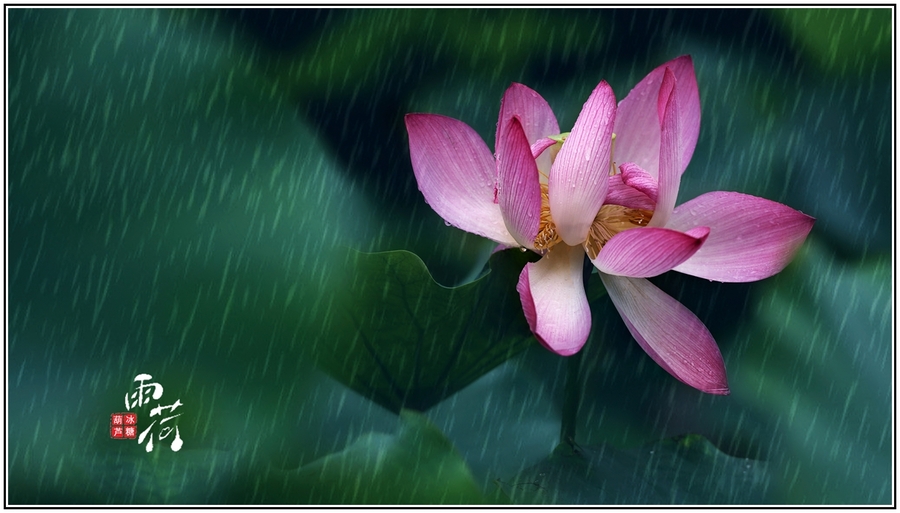 雨荷