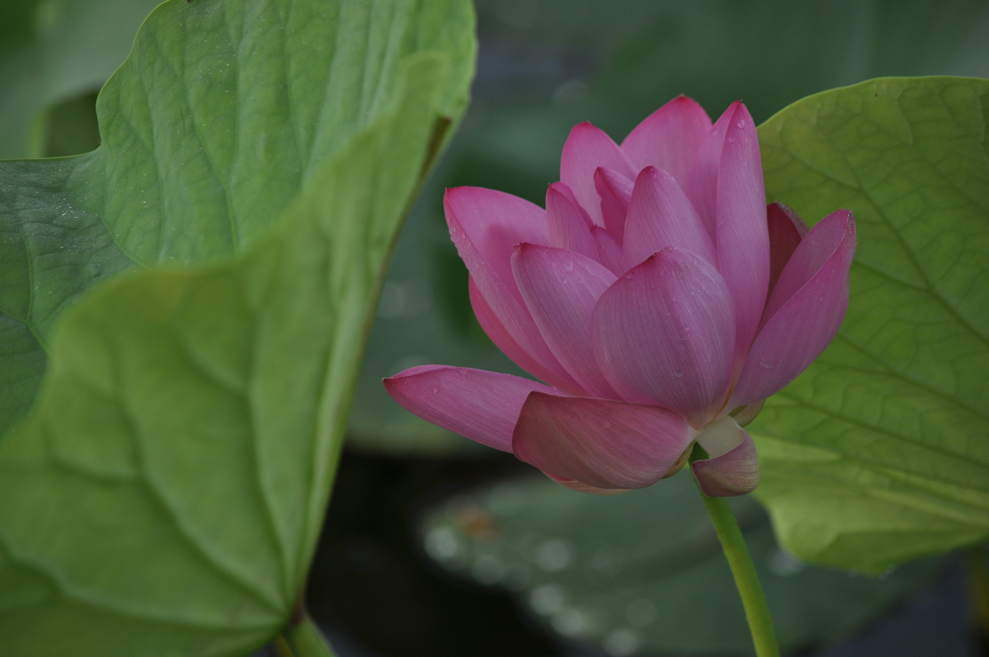 含苞欲放鲜花绽放