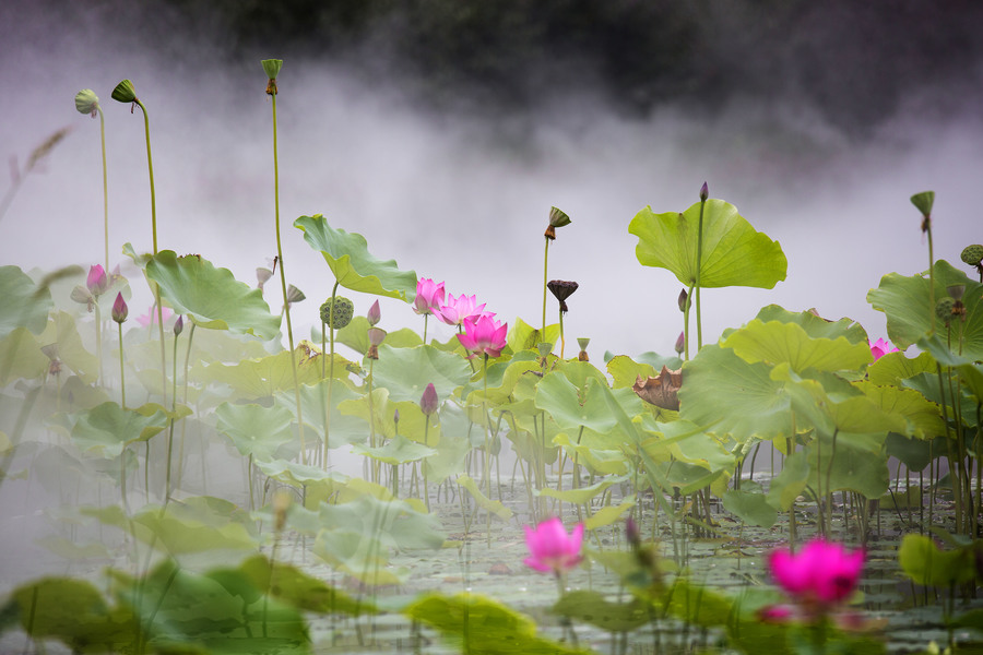 雾里看花