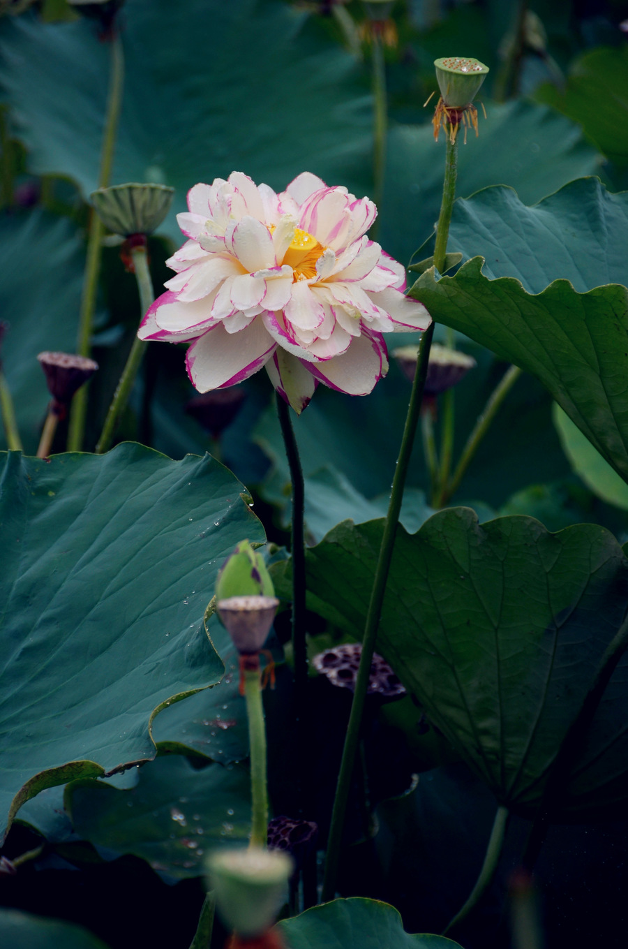 夏雨荷