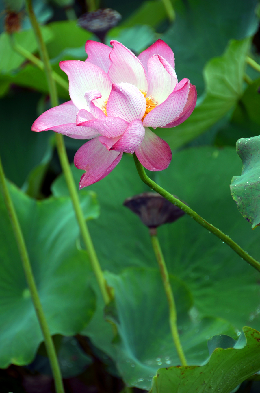 夏雨荷