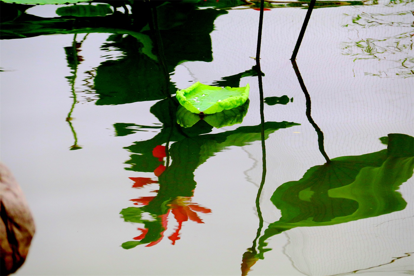 水中花