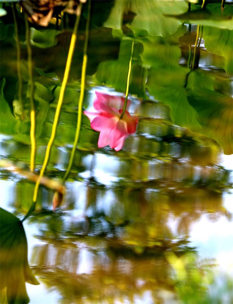 水中花