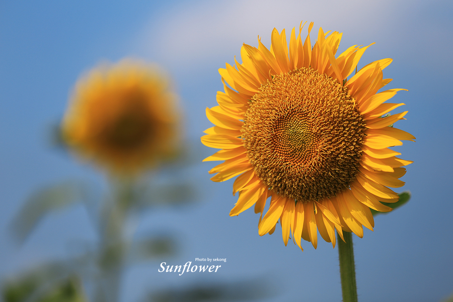 【太阳花(sunflower)摄影图片】生态摄影_太平洋电脑