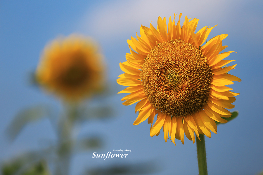 太阳花(sunflower)