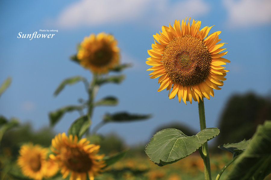 太阳花(sunflower)