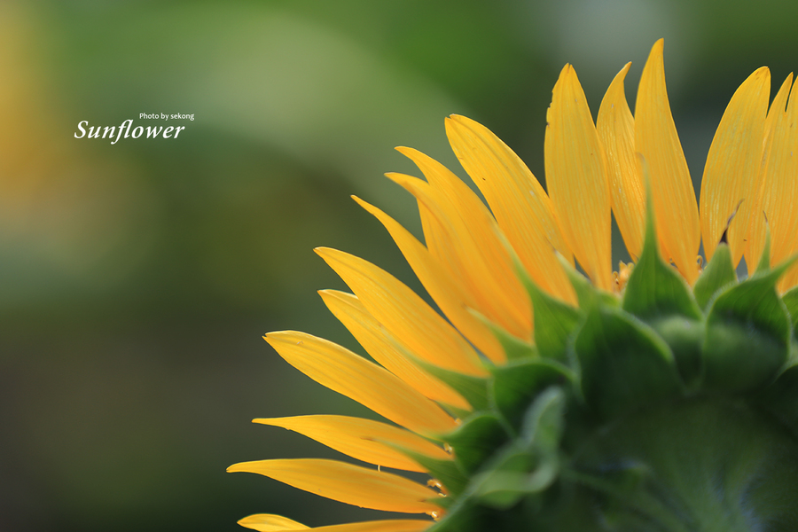 太阳花(sunflower)