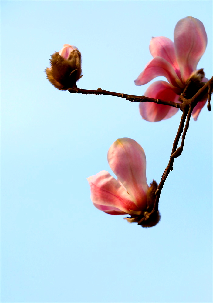 玉兰花开