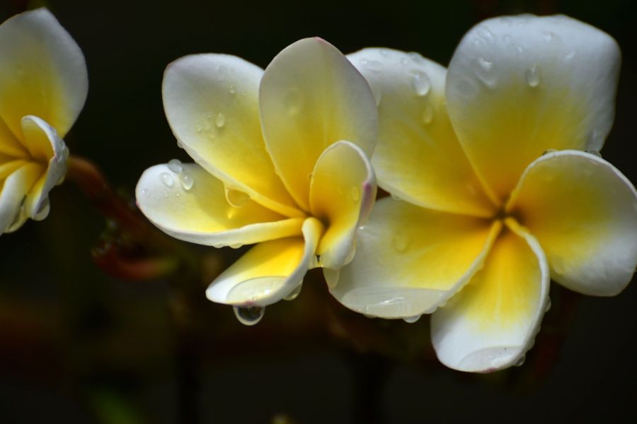 雨后鸡蛋花