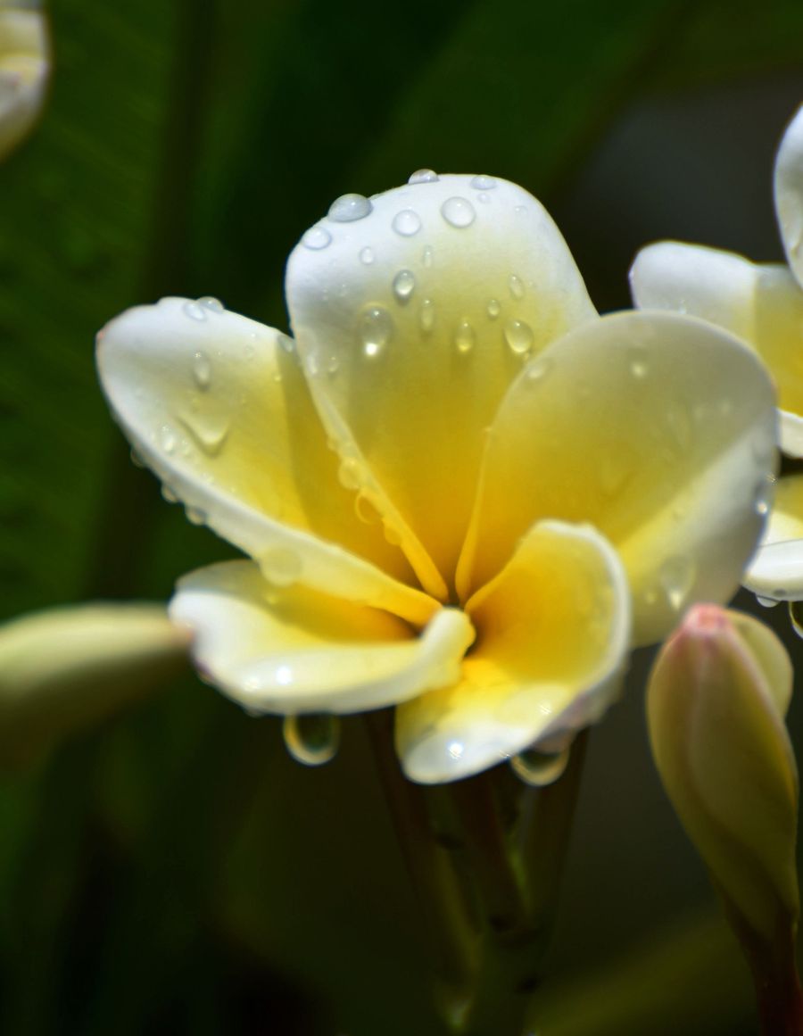 雨后鸡蛋花