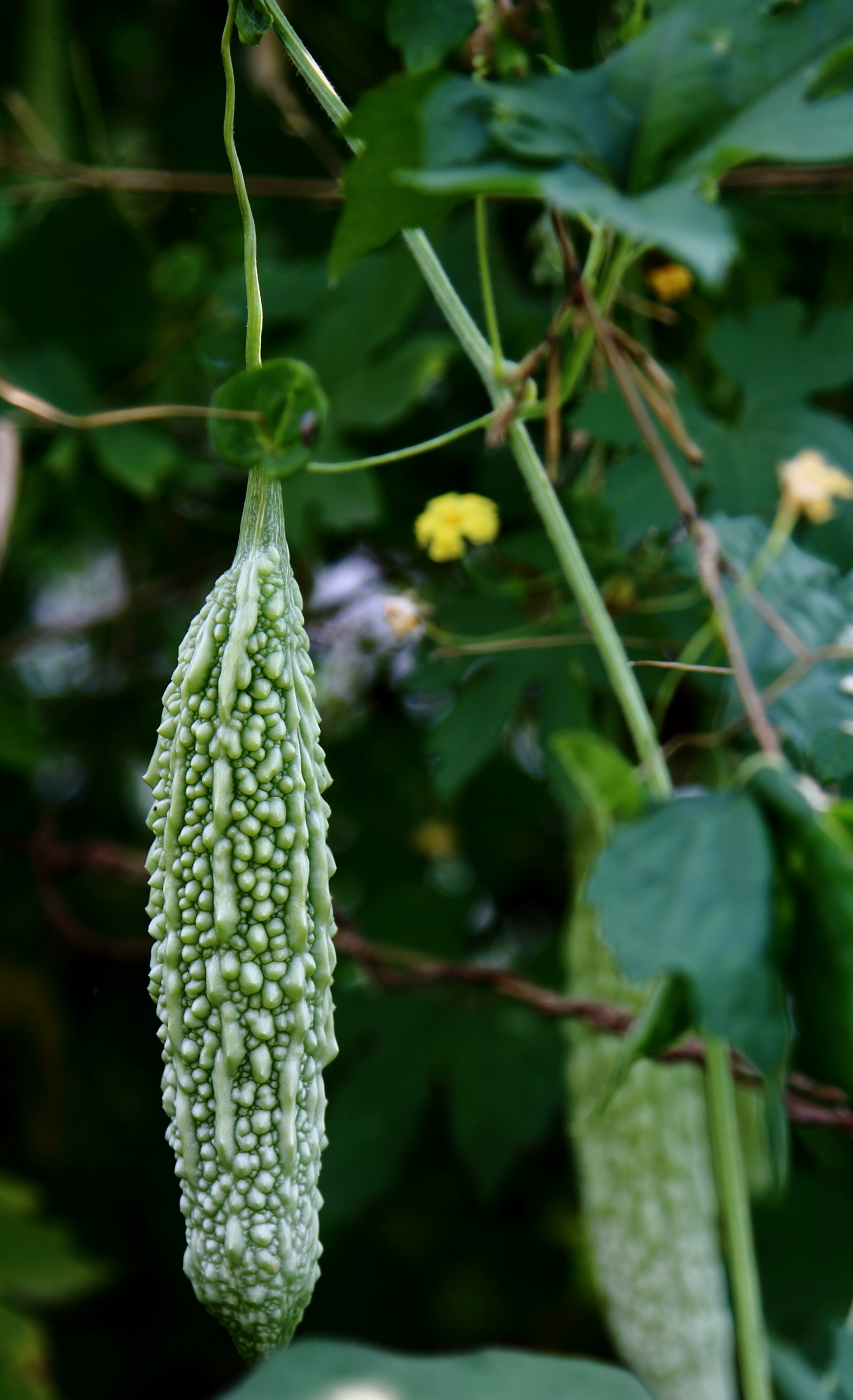 夏天的菜园子
