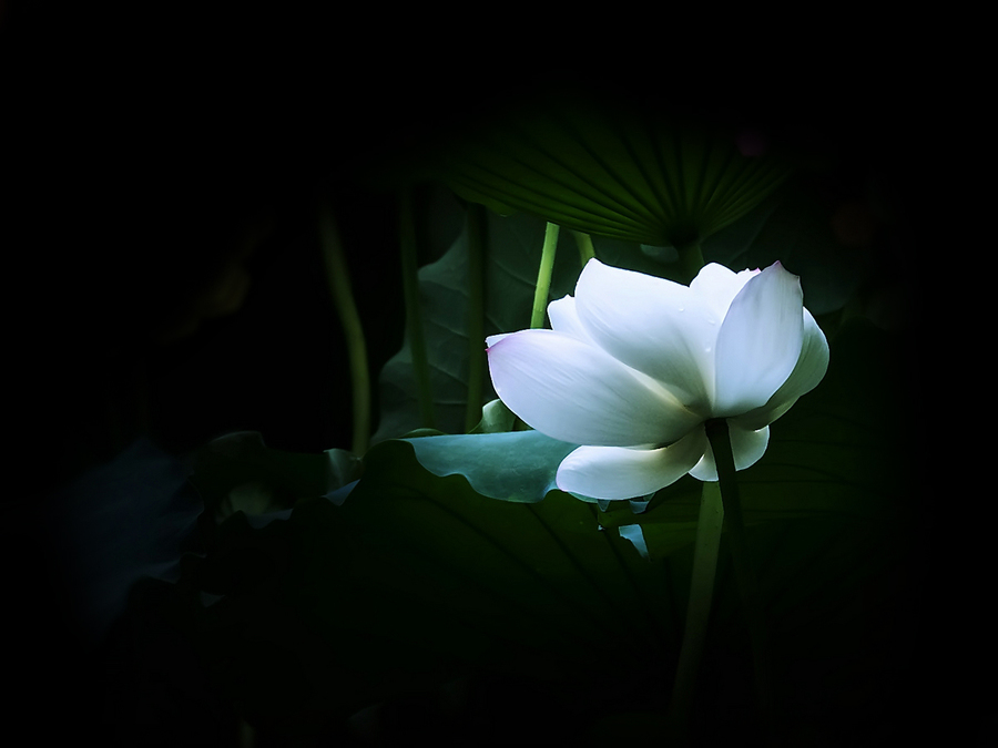 美丽的白莲花 3