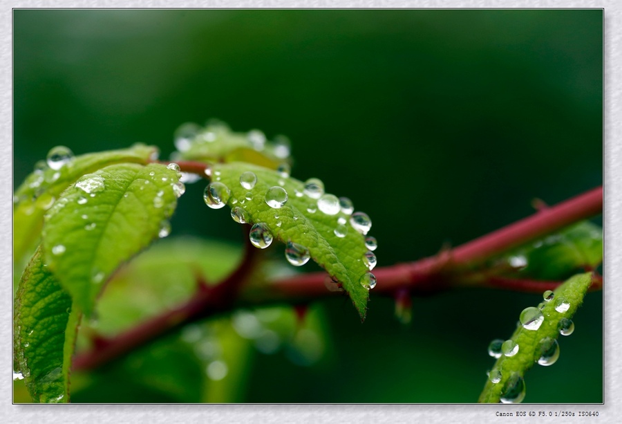 三月里的小雨